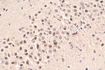 LC8/DYNLL1 Antibody in Immunohistochemistry (Paraffin) (IHC (P))