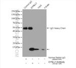 LC8/DYNLL1 Antibody in Immunoprecipitation (IP)