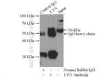 LYN Antibody in Immunoprecipitation (IP)