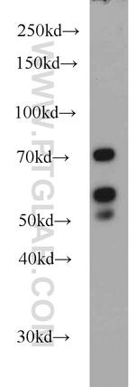 LYN Antibody in Western Blot (WB)