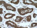 importin alpha 5 Antibody in Immunohistochemistry (Paraffin) (IHC (P))