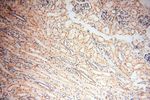 importin alpha 5 Antibody in Immunohistochemistry (Paraffin) (IHC (P))