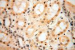 importin alpha 5 Antibody in Immunohistochemistry (Paraffin) (IHC (P))