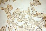 importin alpha 5 Antibody in Immunohistochemistry (Paraffin) (IHC (P))