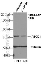 ABCD1 Antibody in Western Blot (WB)