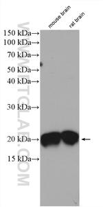 CPLX2 Antibody in Western Blot (WB)