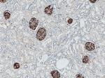 Podocalyxin Antibody in Immunohistochemistry (Paraffin) (IHC (P))