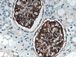 Podocalyxin Antibody in Immunohistochemistry (Paraffin) (IHC (P))