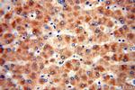 PON1 Antibody in Immunohistochemistry (Paraffin) (IHC (P))