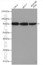 MMP13 Antibody in Western Blot (WB)