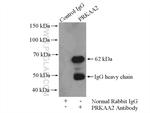 AMPK alpha 2 Antibody in Immunoprecipitation (IP)