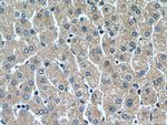 RETN Antibody in Immunohistochemistry (Paraffin) (IHC (P))