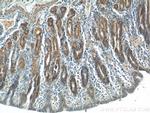 FGF5 Antibody in Immunohistochemistry (Paraffin) (IHC (P))