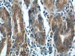 FGF5 Antibody in Immunohistochemistry (Paraffin) (IHC (P))