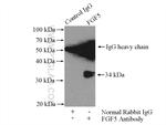 FGF5 Antibody in Immunoprecipitation (IP)