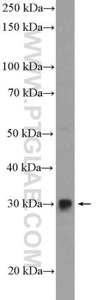 FGF5 Antibody in Western Blot (WB)