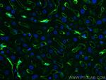 CLEC4G Antibody in Immunohistochemistry (PFA fixed) (IHC (PFA))