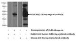 CLEC4G Antibody in Western Blot (WB)