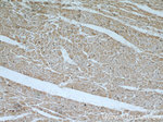 AIP/ARA9 Antibody in Immunohistochemistry (Paraffin) (IHC (P))