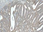 PAEP/Glycodelin Antibody in Immunohistochemistry (Paraffin) (IHC (P))