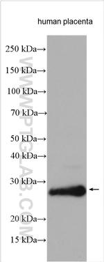 PAEP/Glycodelin Antibody in Western Blot (WB)