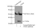 Mast Cell Chymase Antibody in Immunoprecipitation (IP)