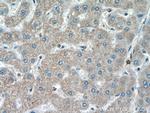 SHBG Antibody in Immunohistochemistry (Paraffin) (IHC (P))