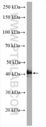 SHBG Antibody in Western Blot (WB)