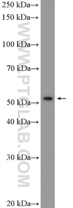 PBX1 Antibody in Western Blot (WB)