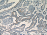 CCL28 Antibody in Immunohistochemistry (Paraffin) (IHC (P))