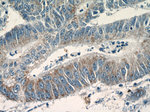 CCL28 Antibody in Immunohistochemistry (Paraffin) (IHC (P))