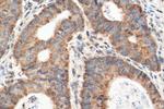 CCL28 Antibody in Immunohistochemistry (Paraffin) (IHC (P))