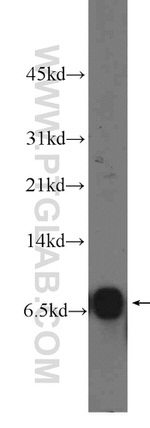 CCL28 Antibody in Western Blot (WB)