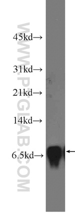 CCL28 Antibody in Western Blot (WB)