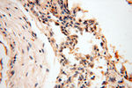 RPS9 Antibody in Immunohistochemistry (Paraffin) (IHC (P))