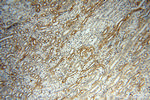 RPS9 Antibody in Immunohistochemistry (Paraffin) (IHC (P))