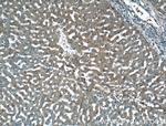 LSR Antibody in Immunohistochemistry (Paraffin) (IHC (P))