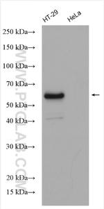 LSR Antibody in Western Blot (WB)