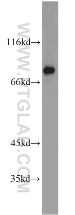 LSR Antibody in Western Blot (WB)