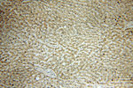 IkB alpha Antibody in Immunohistochemistry (Paraffin) (IHC (P))