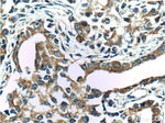 IkB alpha Antibody in Immunohistochemistry (Paraffin) (IHC (P))