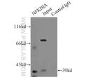 IkB alpha Antibody in Immunoprecipitation (IP)