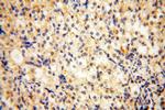 NFATC3 Antibody in Immunohistochemistry (Paraffin) (IHC (P))