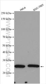 RPS8 Antibody in Western Blot (WB)