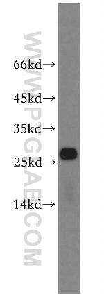 RPS8 Antibody in Western Blot (WB)