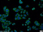 PDIA6 Antibody in Immunocytochemistry (ICC/IF)