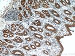 PDIA6 Antibody in Immunohistochemistry (Paraffin) (IHC (P))