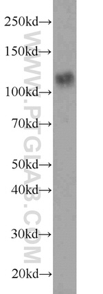 TRPC6 Antibody in Western Blot (WB)