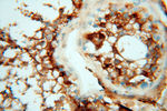 MMP28 Antibody in Immunohistochemistry (Paraffin) (IHC (P))