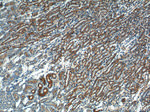 TXNIP Antibody in Immunohistochemistry (Paraffin) (IHC (P))